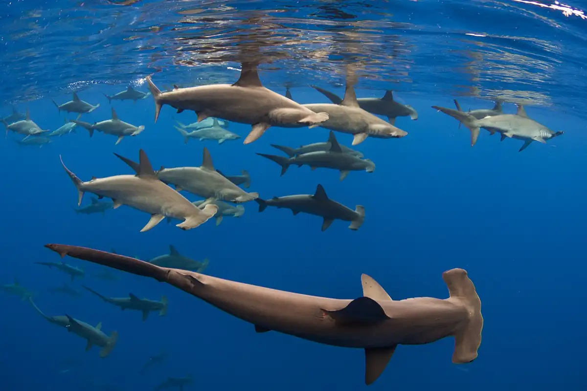 a school of hammerhead sharks