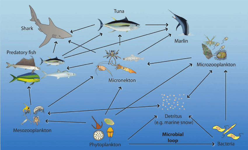 oceanic eco system