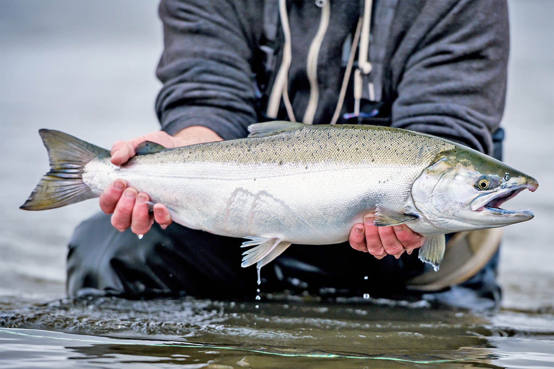 coho salmon