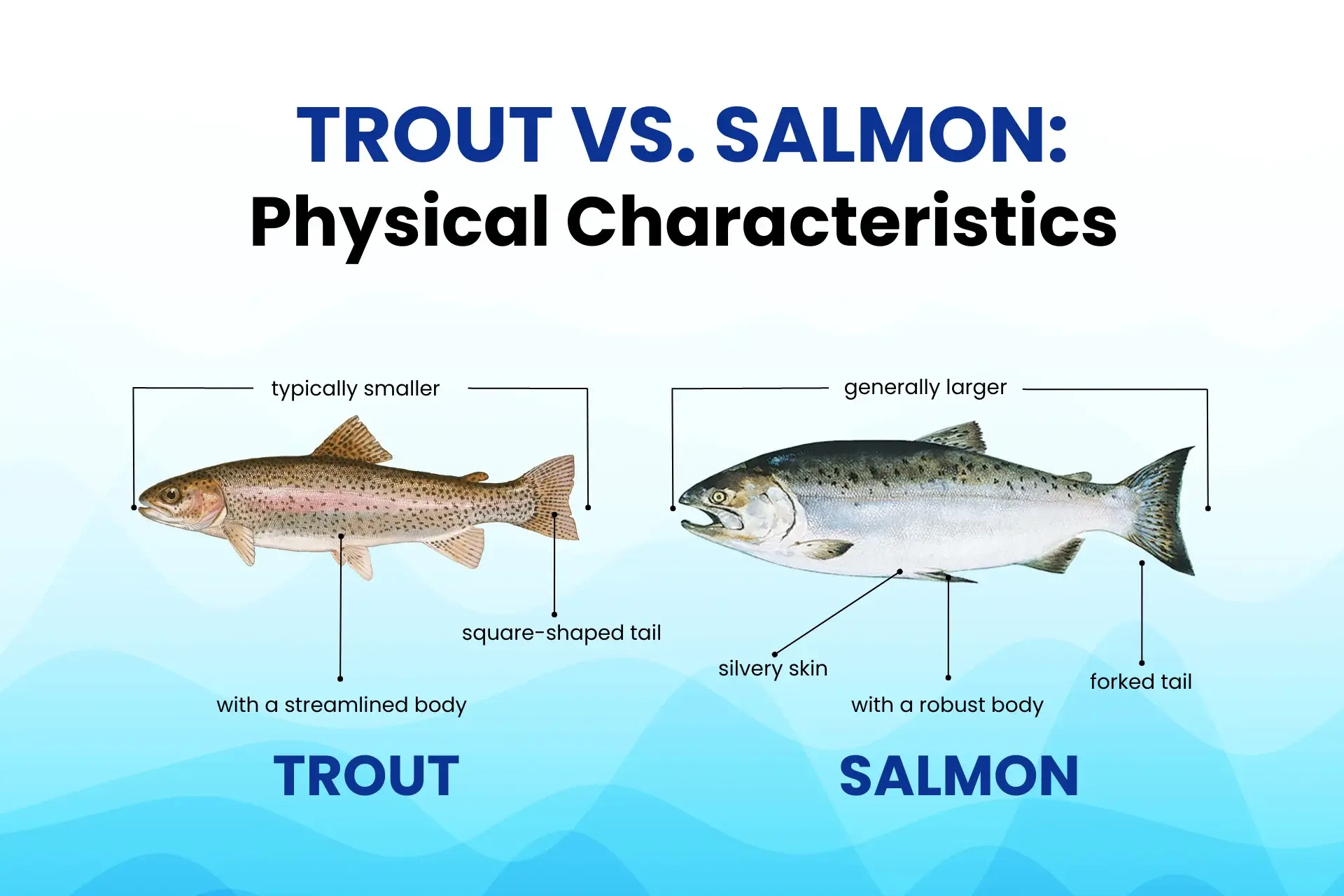 trout vs salmon similarities and differences