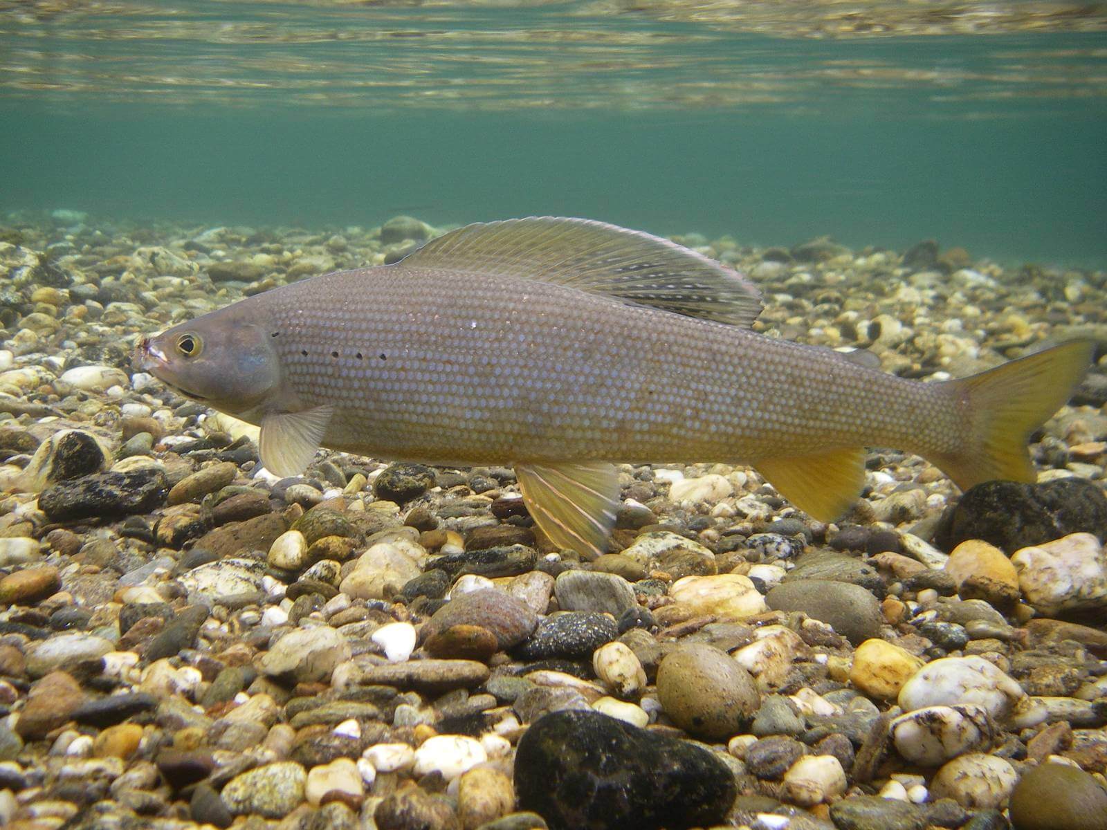 Artic grayling