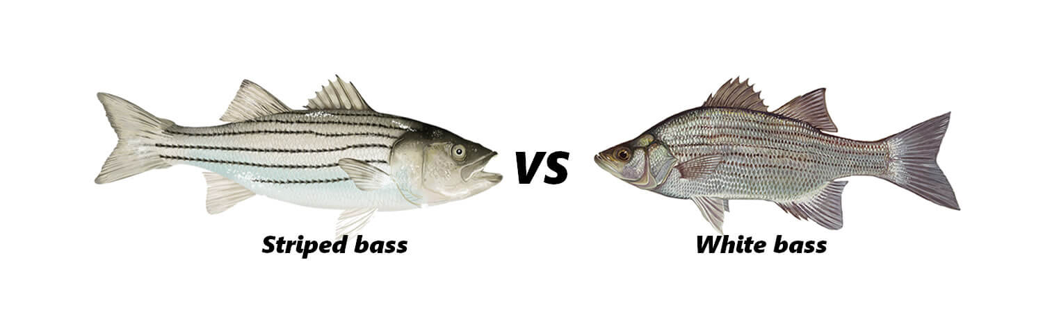 white bass vs striped bass