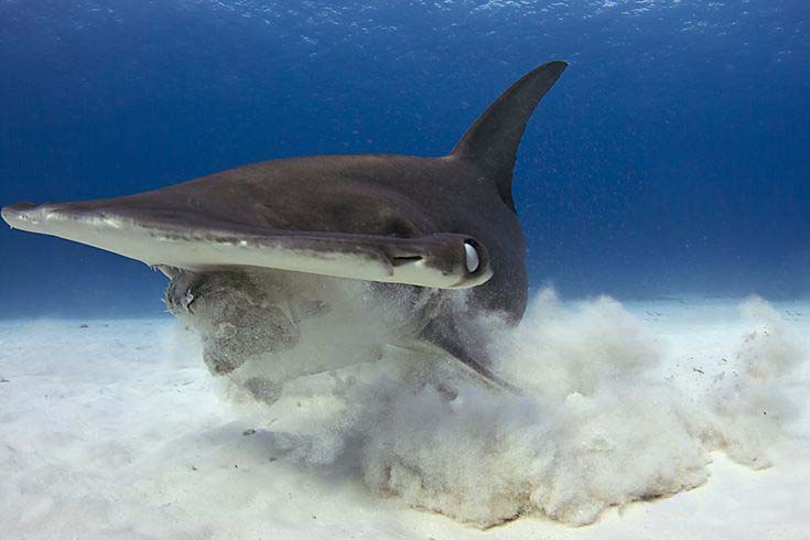 hammerhead shark banging prey with its head before devouring it