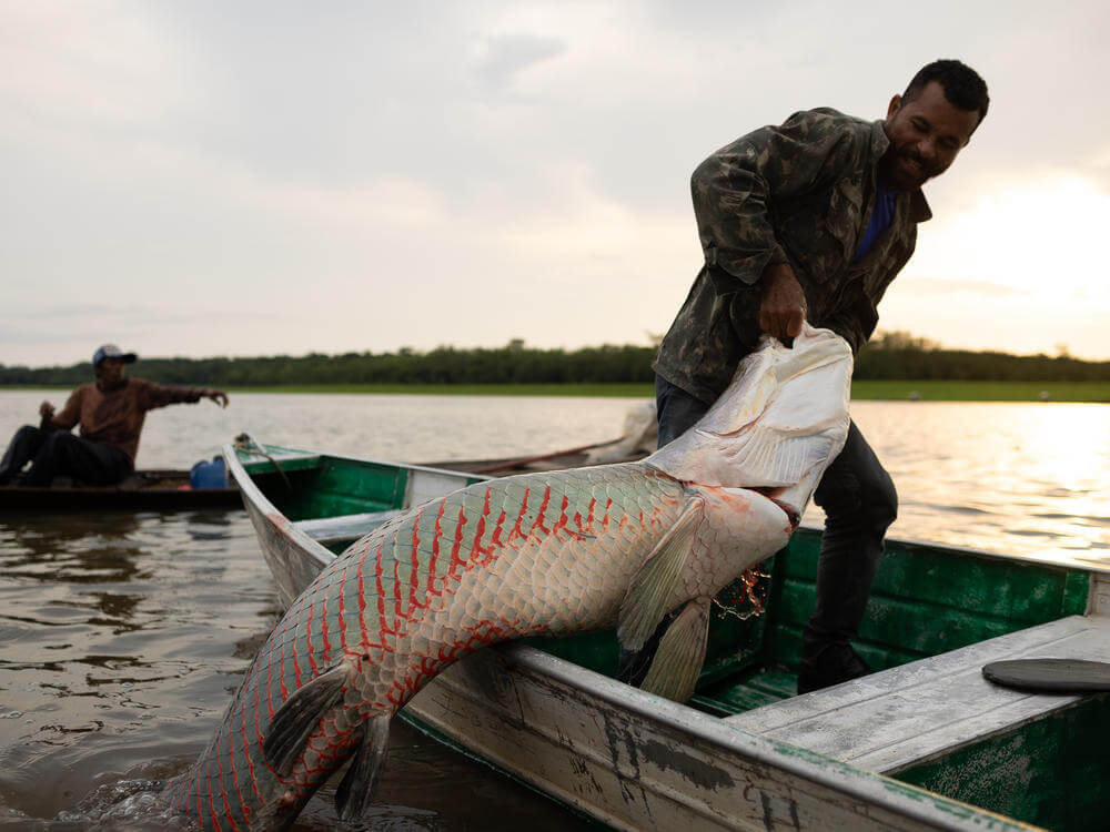 Large Fish caught in the amazon river fishing