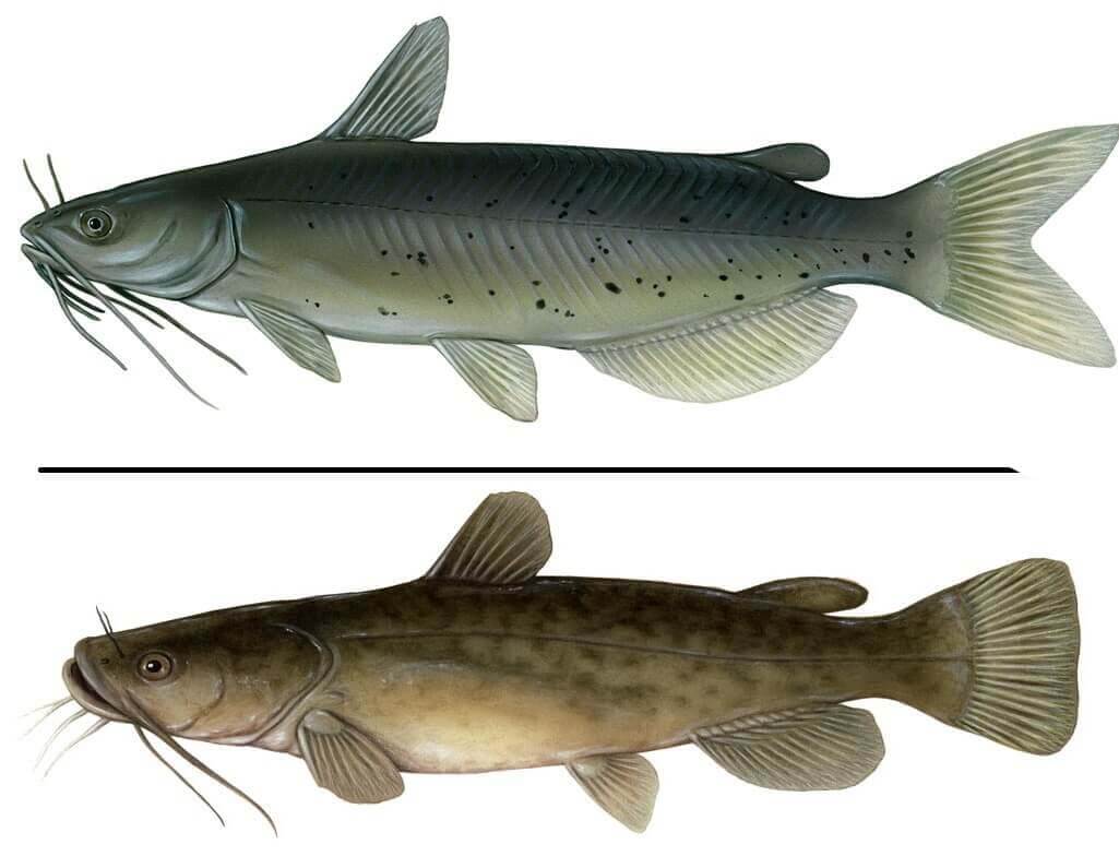 scaled catfish vs unscaled catfish