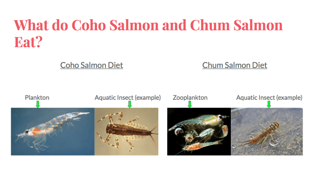 food ate by salmon