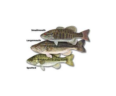 black bass family