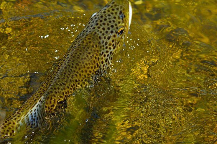 trout fish in camouflage mode