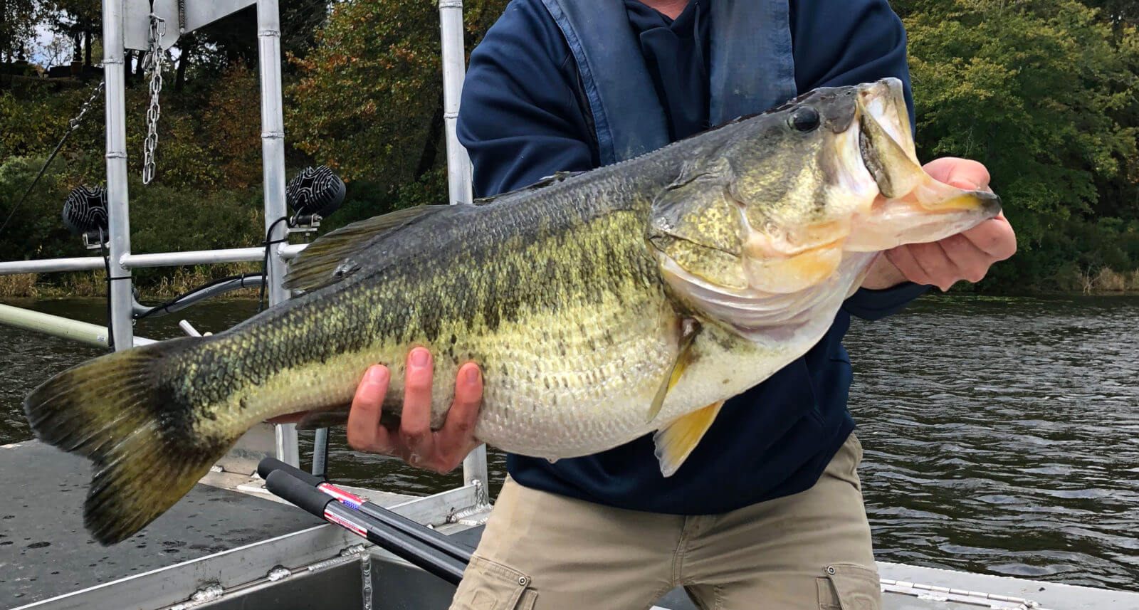 very large Largemouth bass