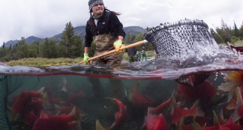 A photo of an indigenous person fishing for salmon using traditional methods