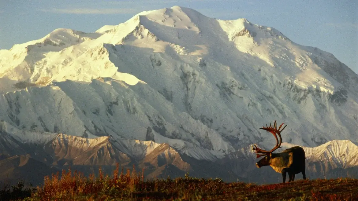 Denali National Park