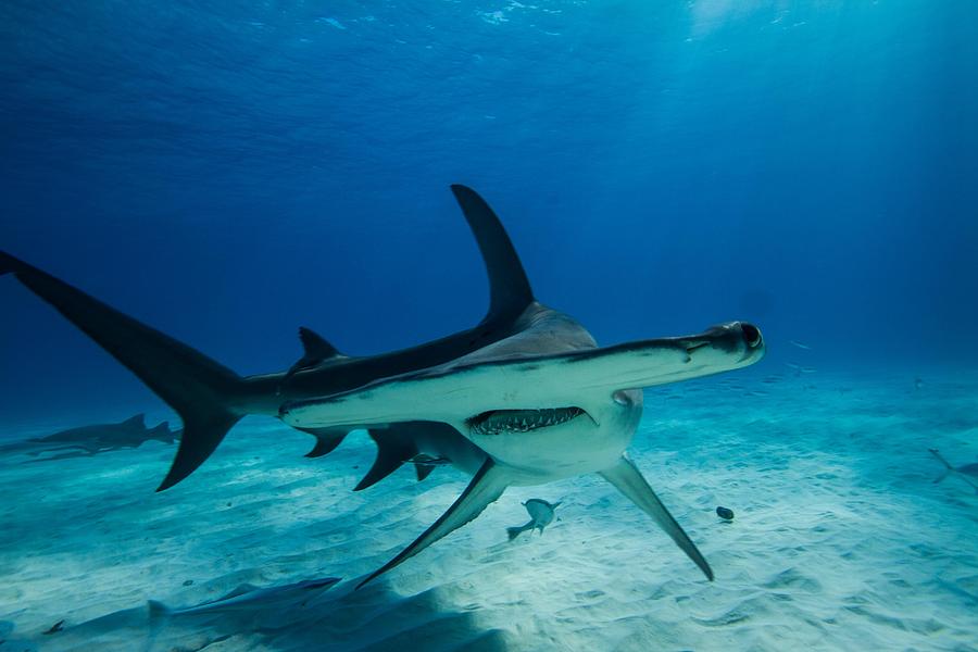 hammerhead shark offspring