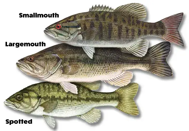 black bass family