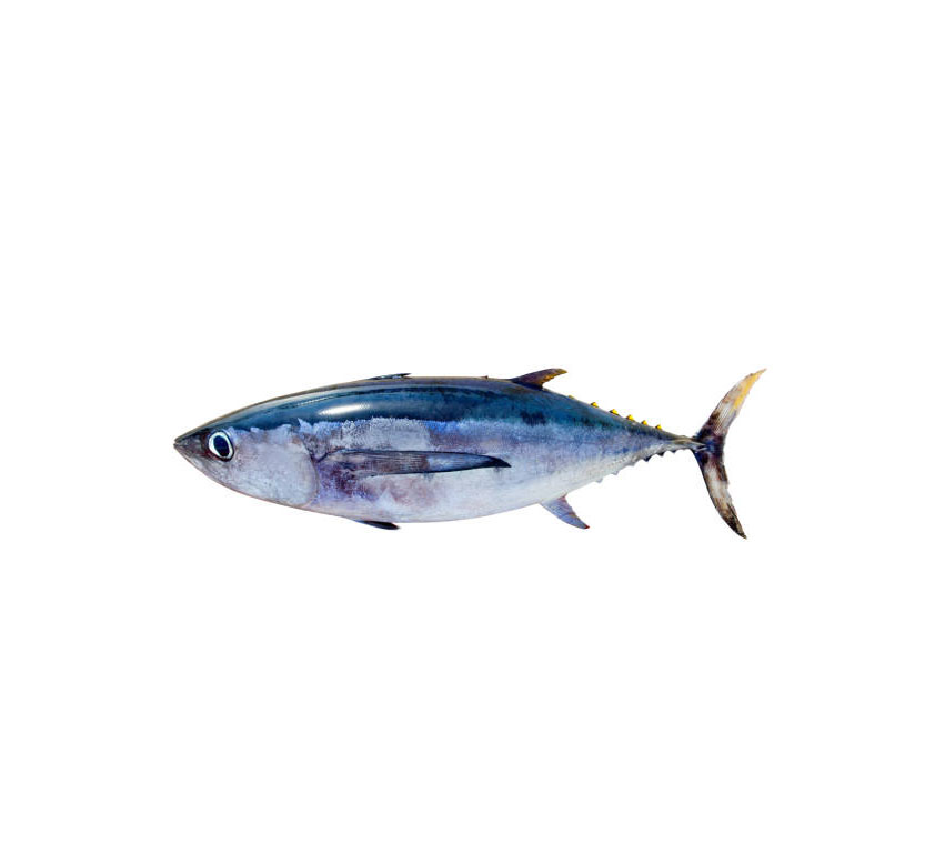 large tuna