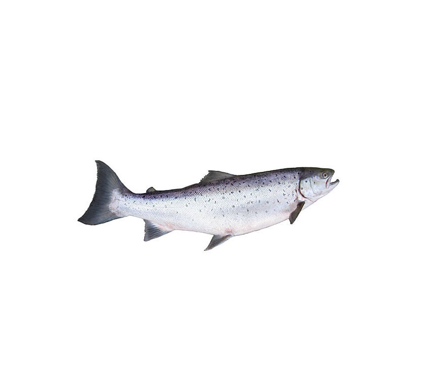 big salmon on white background