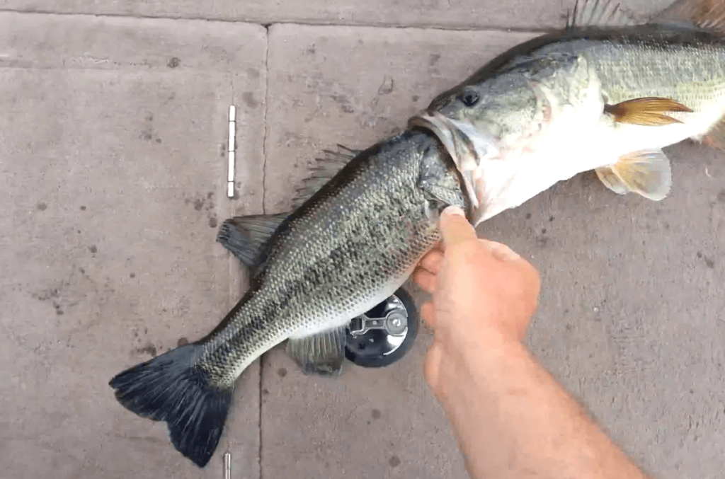 bass fish eating another bass fish