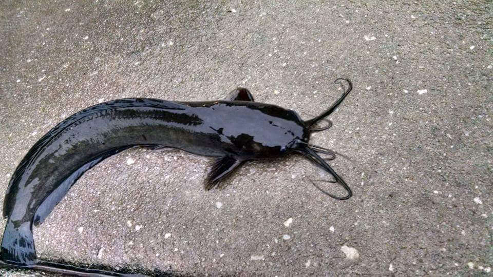 walking catfish