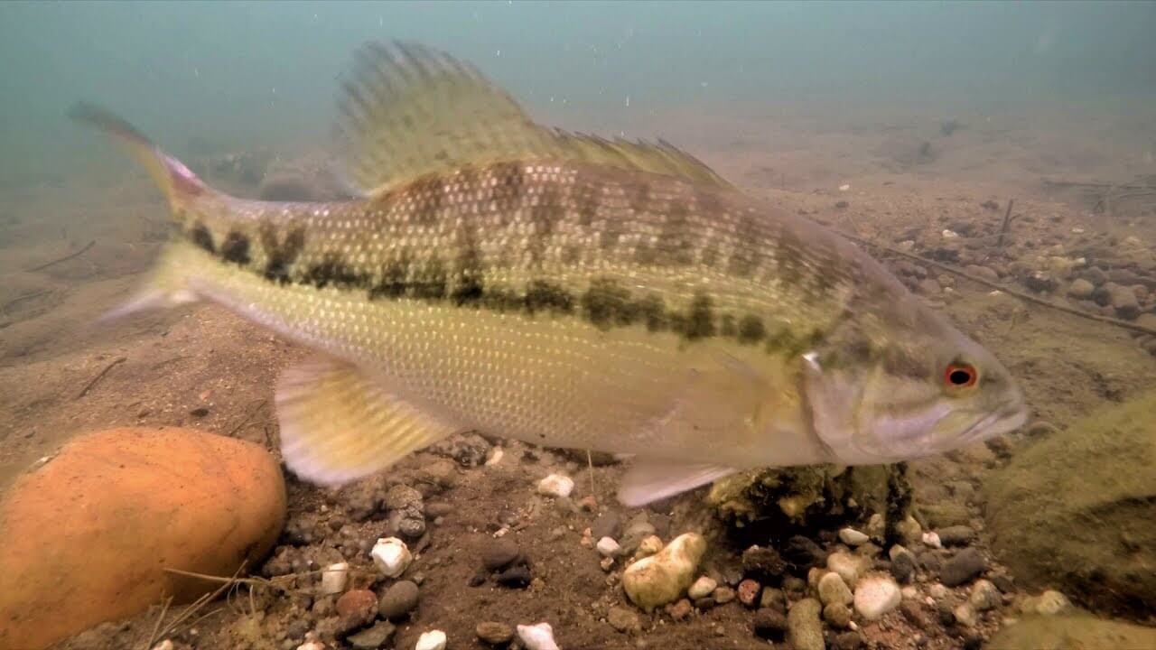 spotted bass swimmingin rocky area