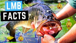 largemouths bass facts