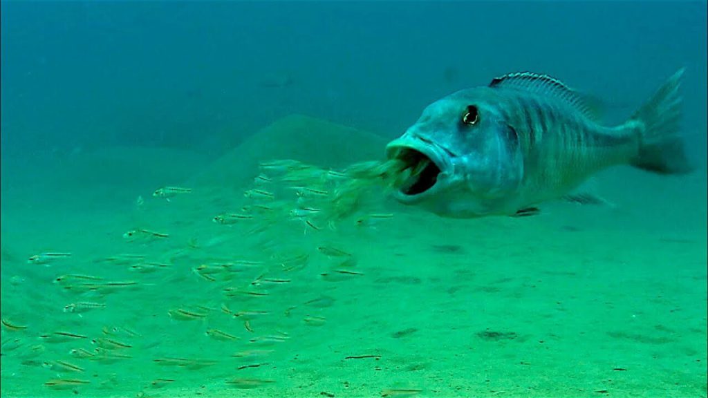 male bass mouthbrooding