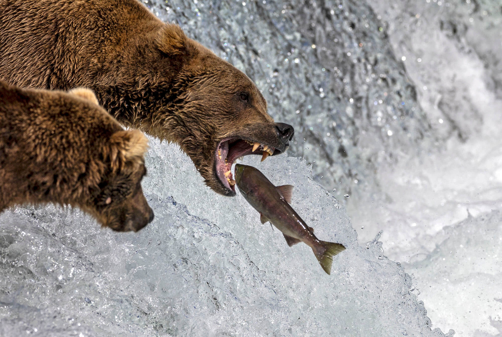 bear trying to capture salmon jumping up a waterfall