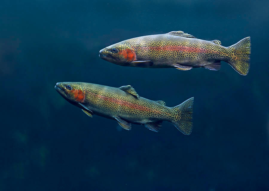 trout fish indicating the state of the water