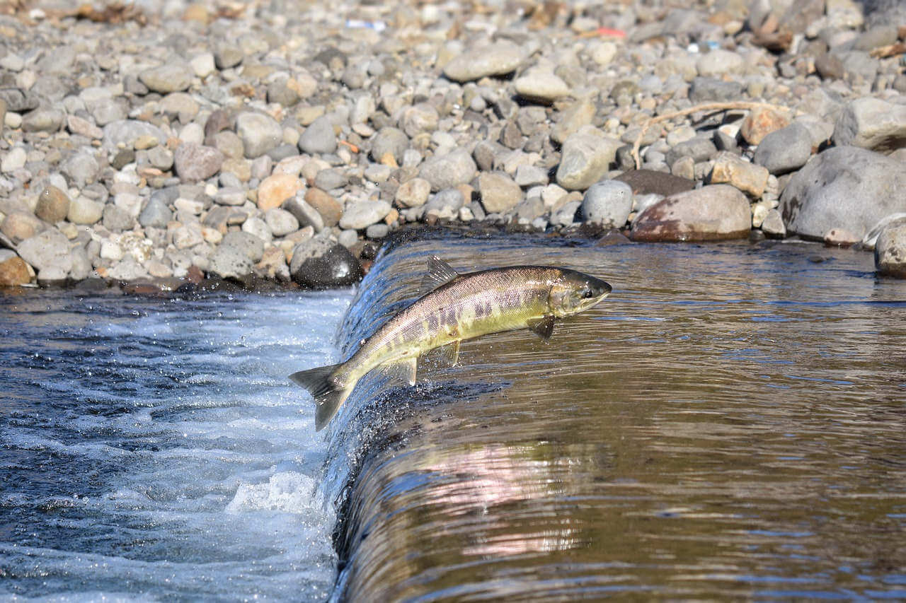 salmon going back to its spawnig grounds