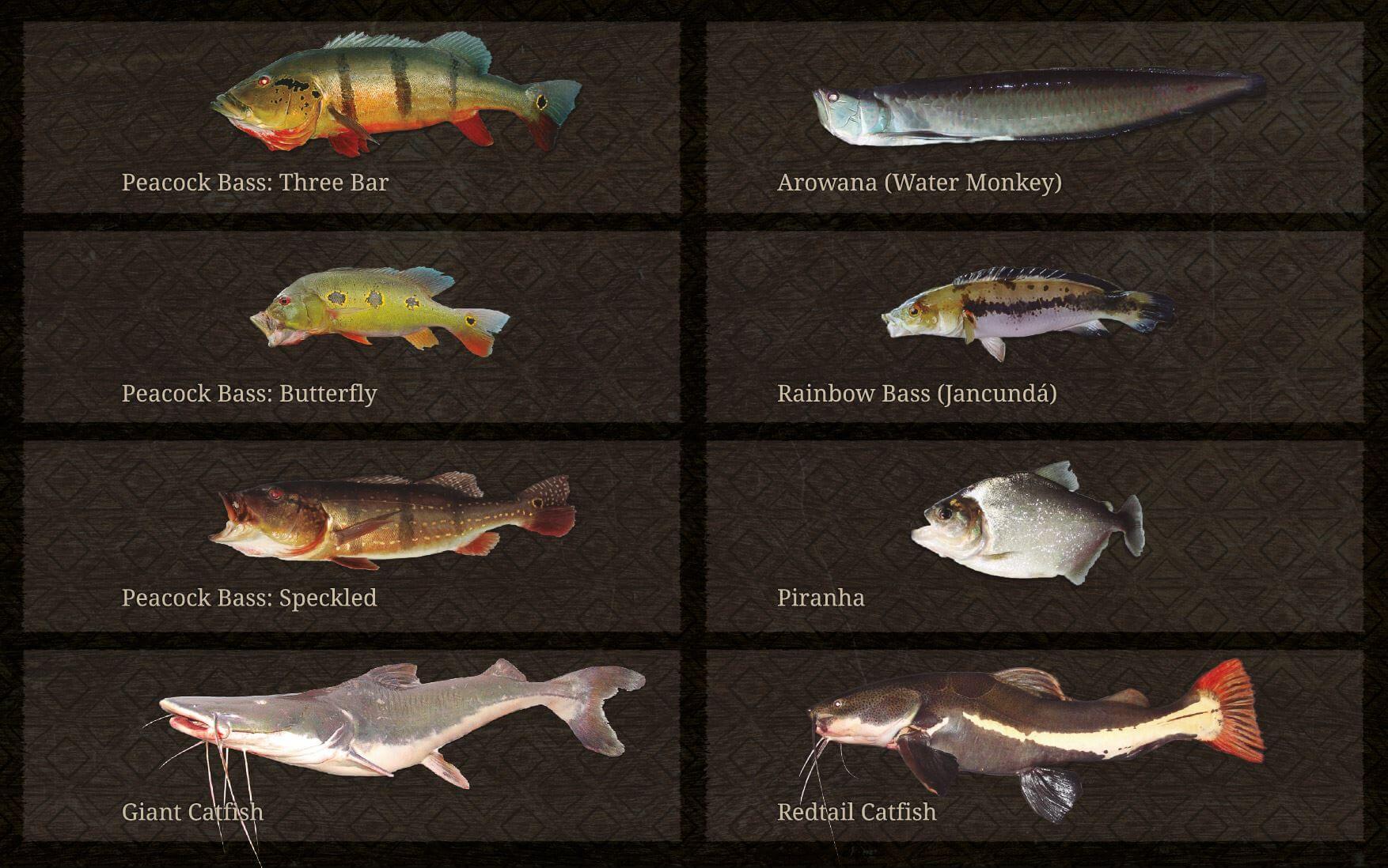 amazon fish species