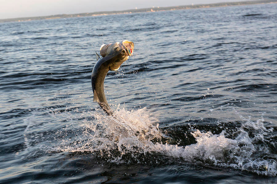 bass fish exploding out of the water