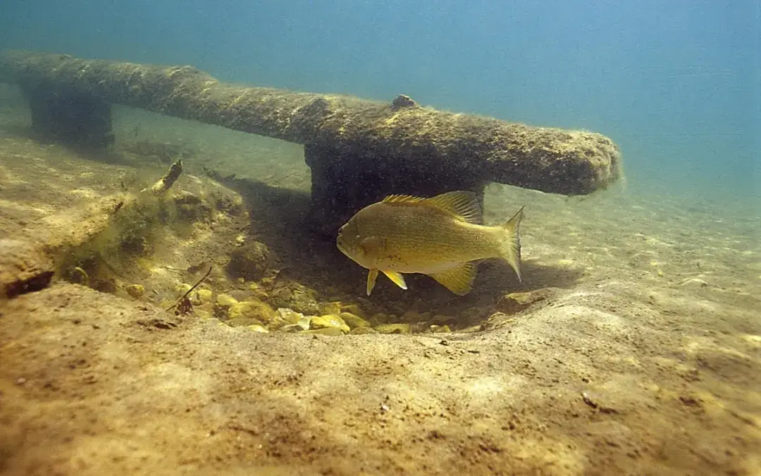 bass nesting season