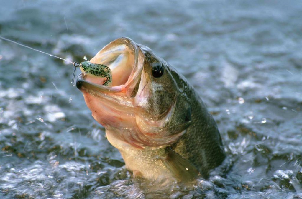 largemouth bass in water just after being hooked