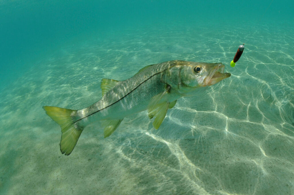 snook fish being drawn to a bait