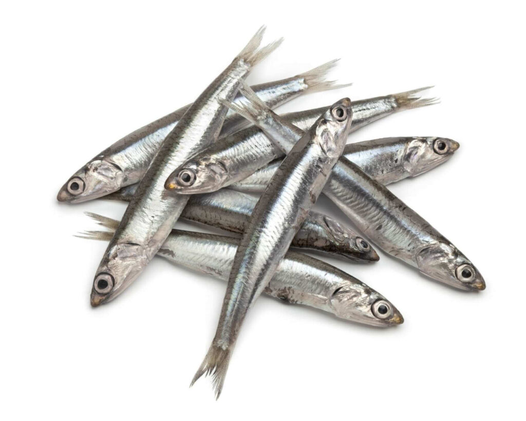 Anchovies