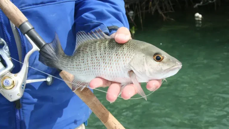 Fisherman holding a mangrove snapper