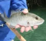 Fisherman holding a mangrove snapper