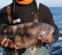 black man holding a Tautog fish he just caught