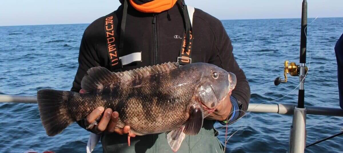 black man holding a Tautog fish he just caught