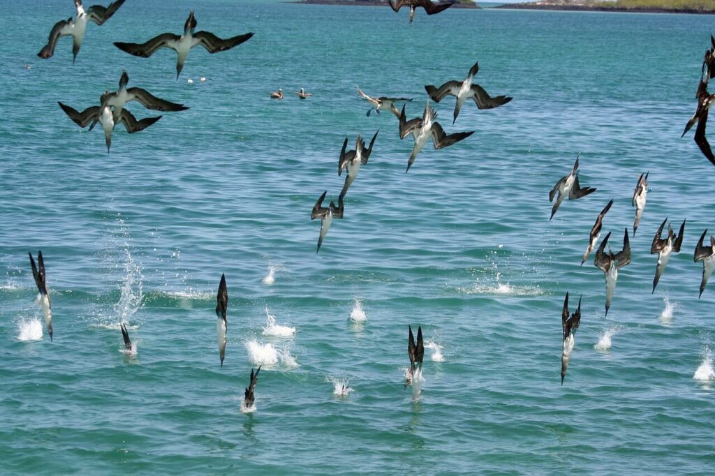 mutiple birds diving into the ocean for fish