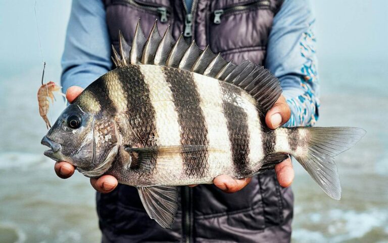 fisherman holding shespshead fish