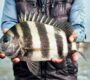 fisherman holding shespshead fish