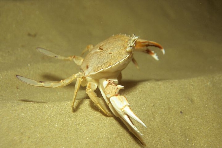 crab at the bottom of the sea