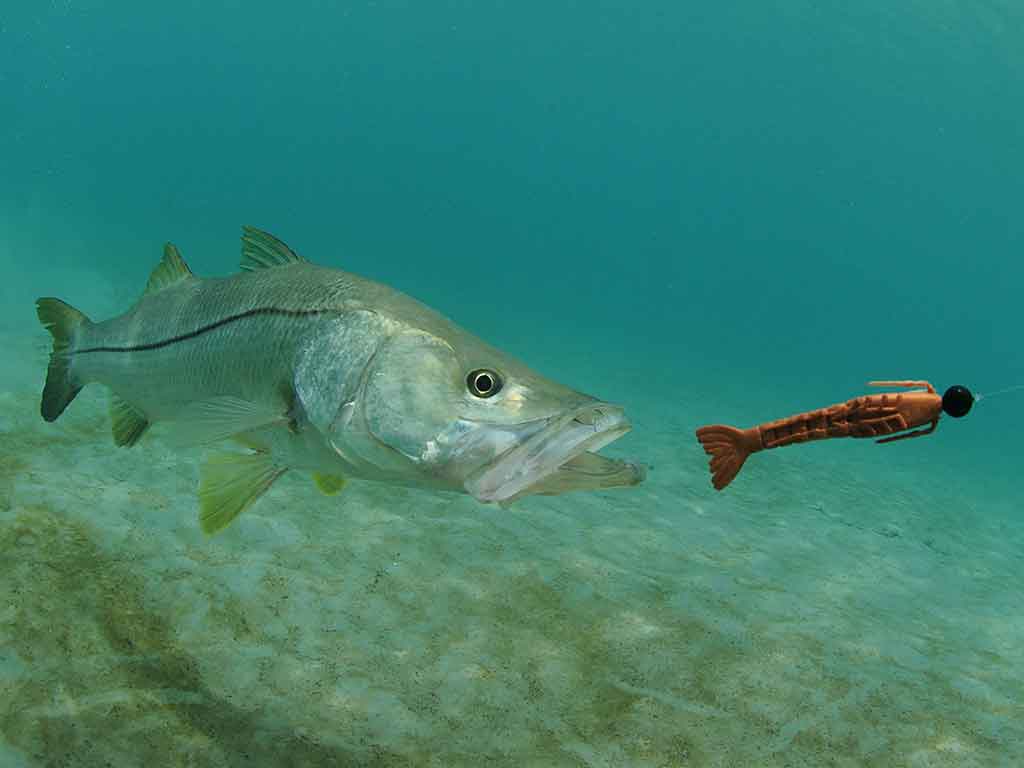 snook fish being drawn to a swimbait