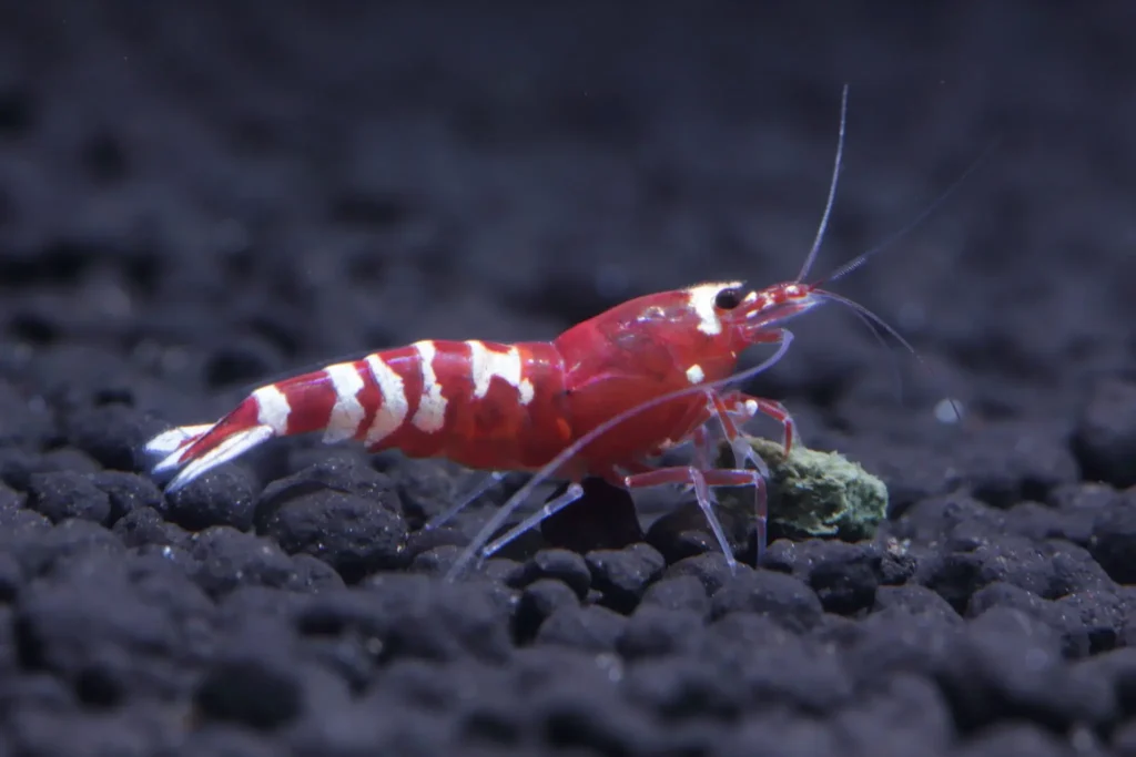 shrimp on the seabed